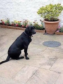 The Greyhound, Hackforth Near Bedale Hotel